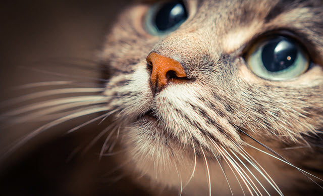 Financial planning for a pet’s future care